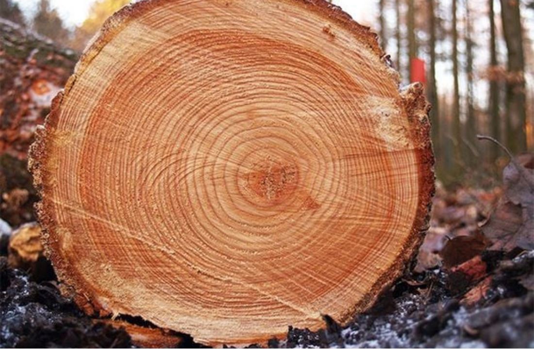 Bảng tỷ trọng của các loại gỗ hiện nay