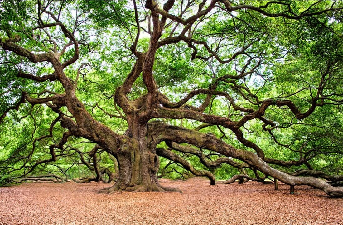 Cây gỗ sồi