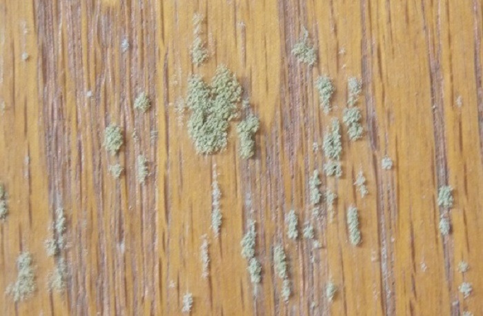 Gỗ MDF bị mốc
