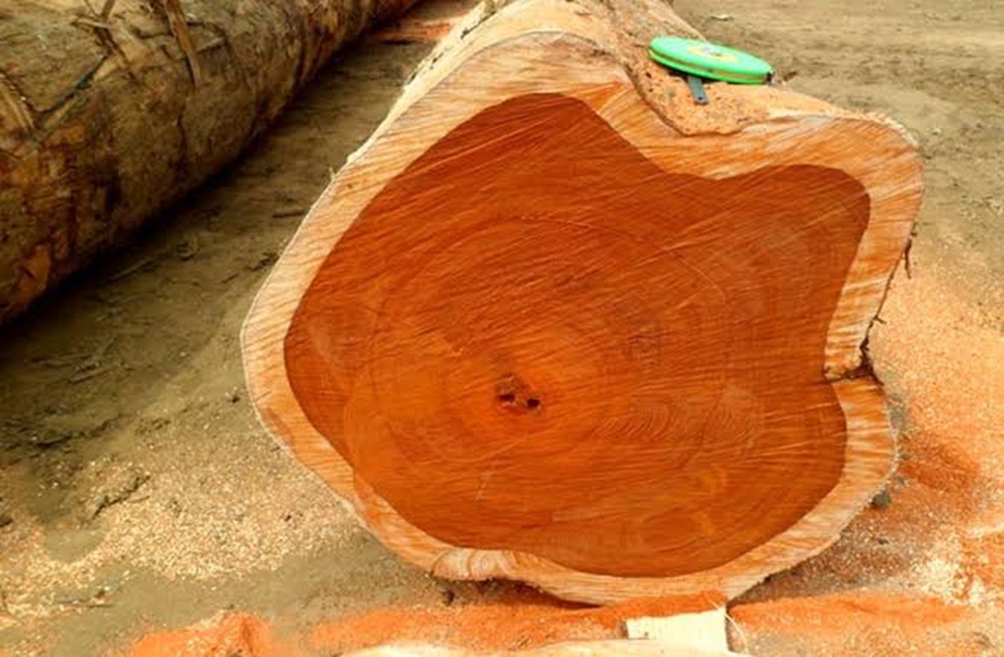 Mặt cắt ngang thân cây gỗ Teak 