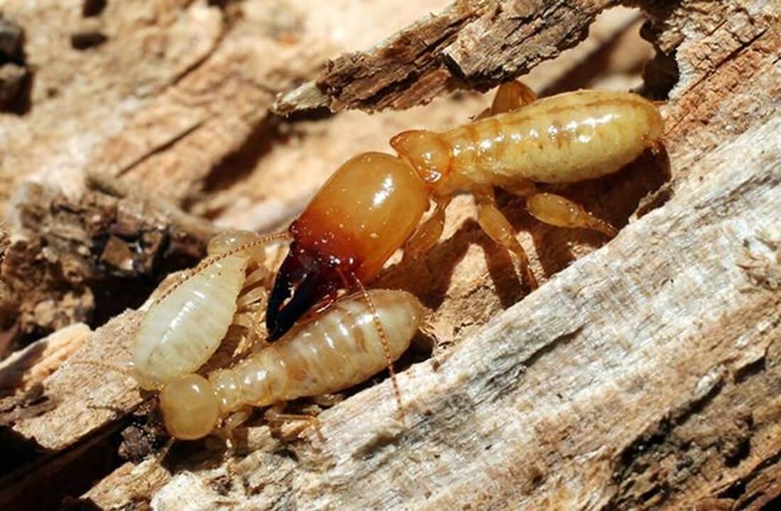 con moois trên gỗ óc chó