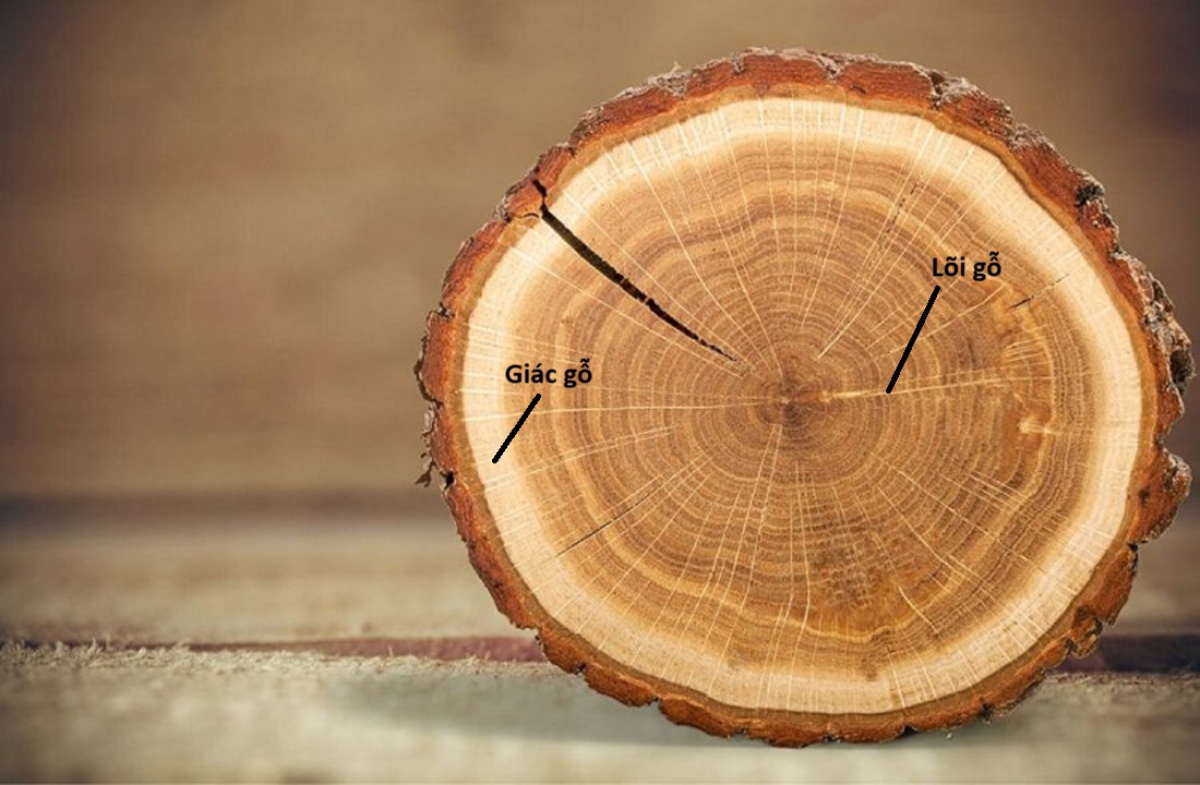 Giác gỗ và lõi gỗ