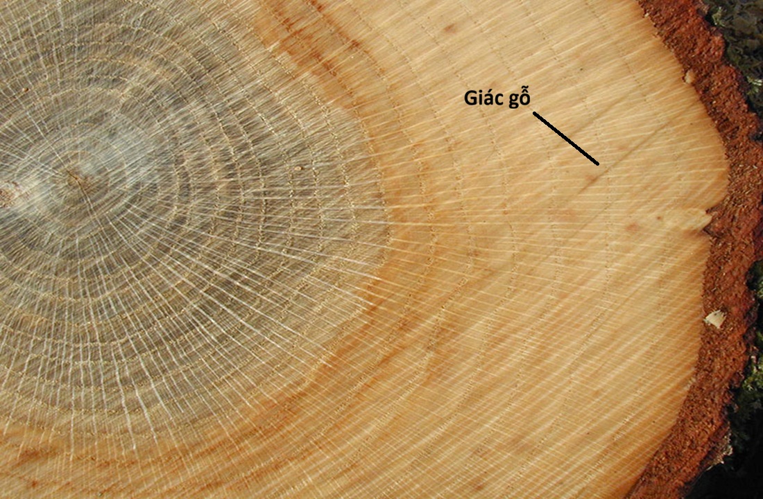 Giác gỗ