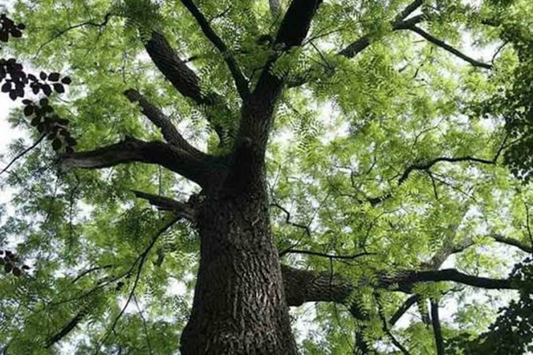 gỗ óc chó