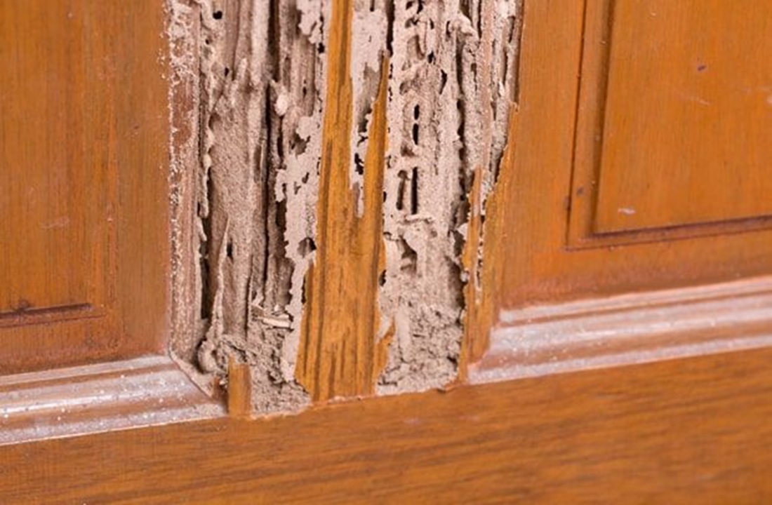 gỗ óc chó bị mối mọt
