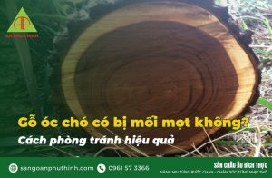 gôc óc chó có bị mối mọt không